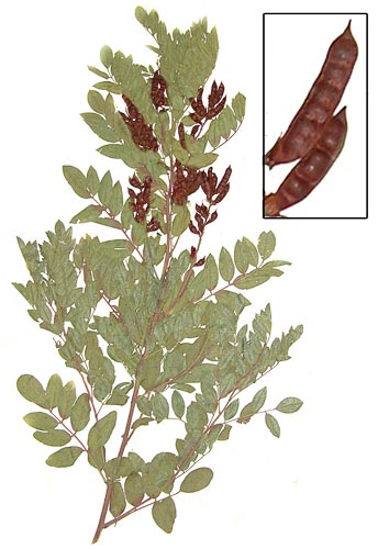 شیرین بیان ایرانی